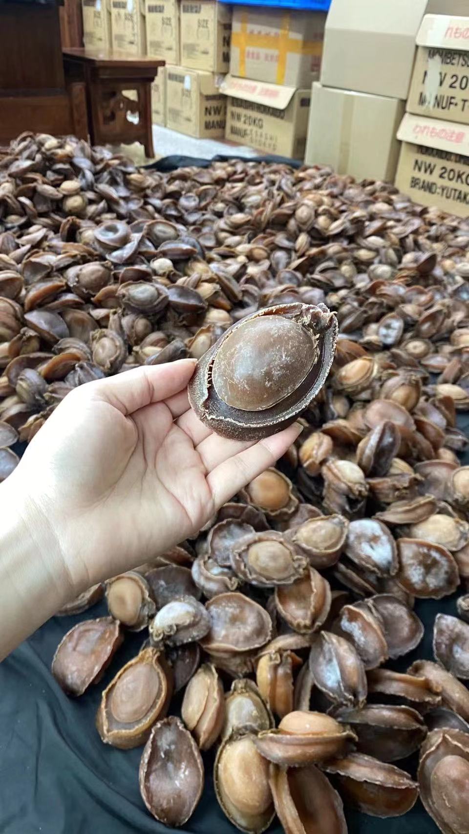 澳洲鲍鱼价格最新动态与全面指南