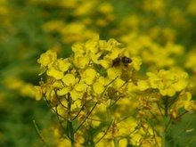 洛草最新趋势，时尚潮流、生态价值与科研进展的融合探索
